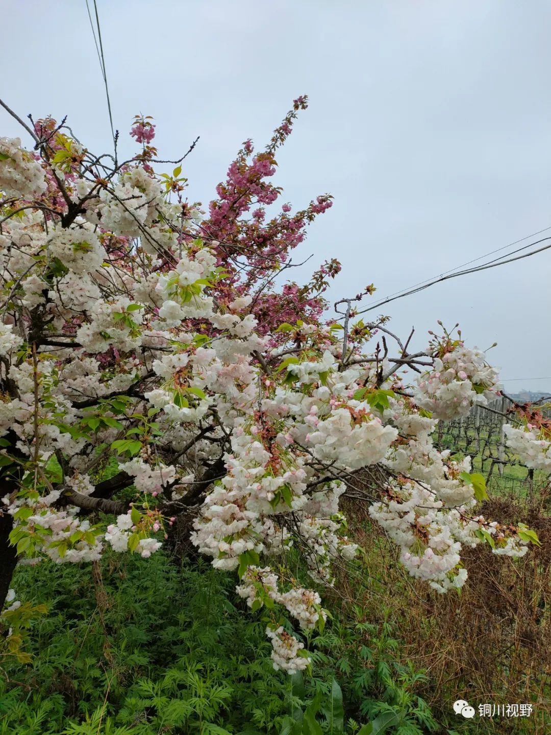 铜川周春辉 春天到了，万物复苏，鄠邑区后寨村的美景