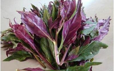 排便|聪明女性，常吃以下食物，美容护肤，润肠排便，提高免疫力