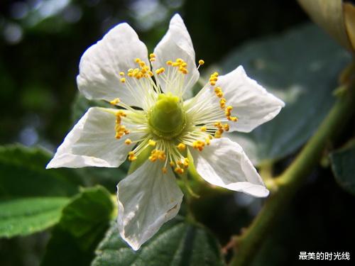 鱼片|孩子们最爱的野果之一，能用来钓鱼的文定果。