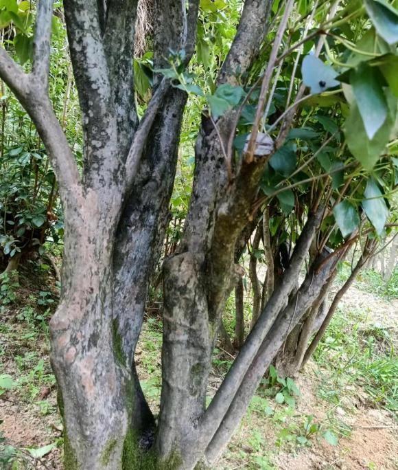 向阳园艺 大爷上山挖的映山红，俗称“土杜鹃”，一棵能卖3000块，桩子很美