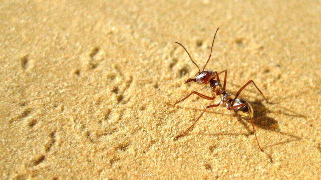 撒哈拉沙漠 撒哈拉沙漠里的“快银”：和高温赛跑的蚂蚁，每天只工作10分钟