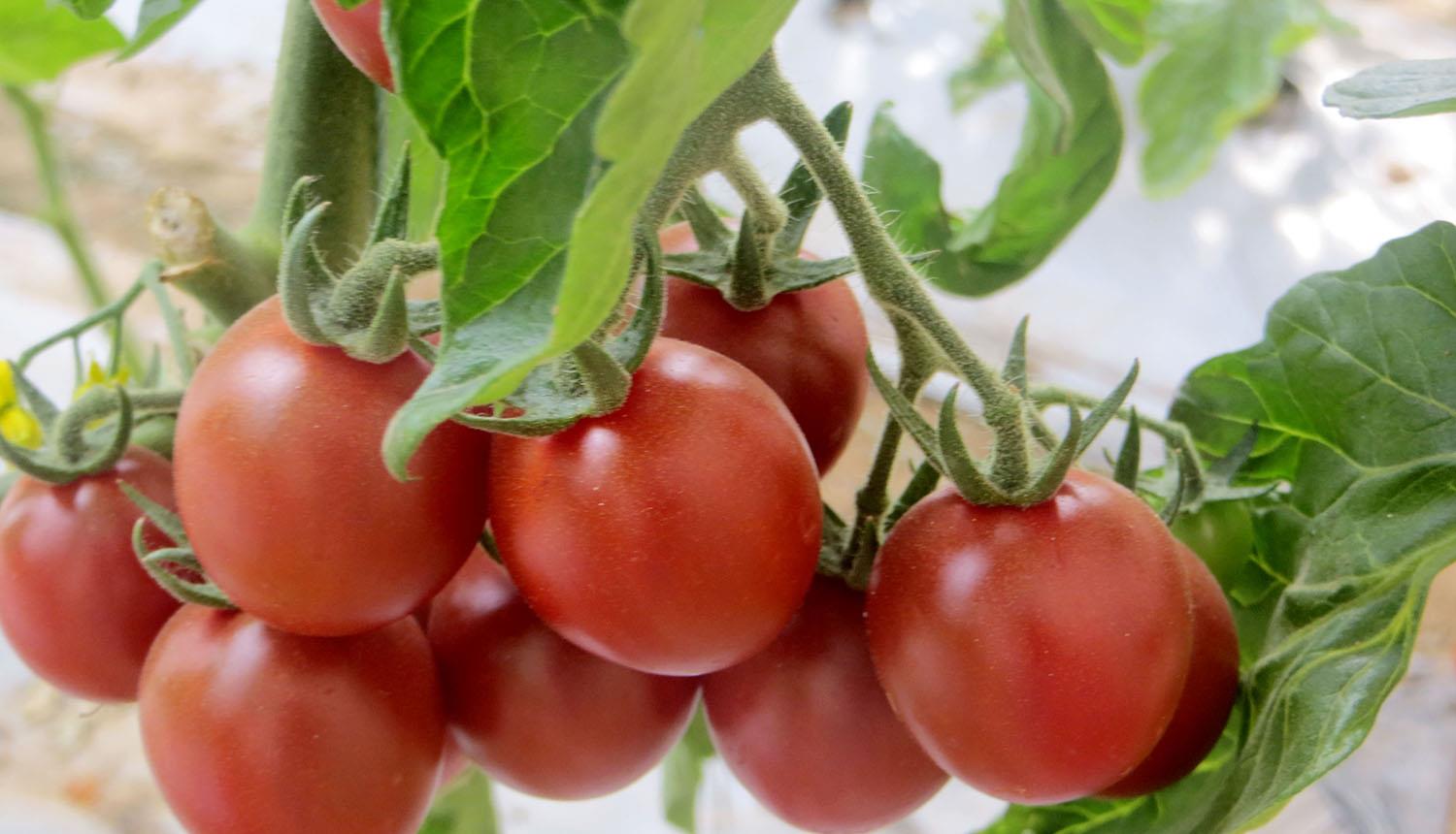 情微说 番茄越来越难吃？科学家历时4年研究，发现番茄“本质变了”