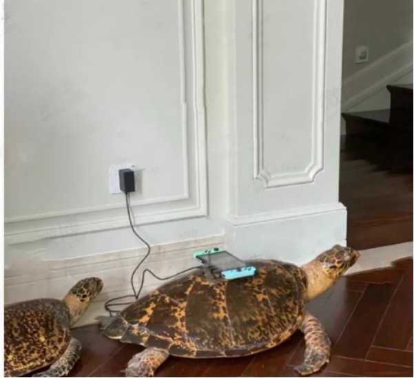 每日电竞趣谈 JKL恋情节奏又起，绯闻女友晒出保护动物标本，被点名批评