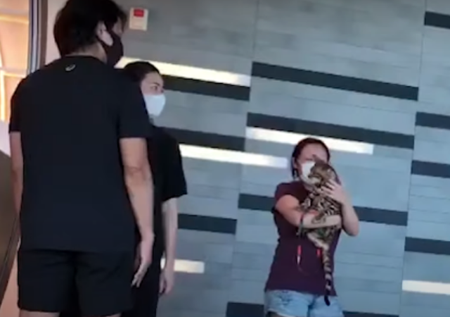 郑伊健|郑伊健夫妇买甜筒，蒙嘉慧爱心泛滥逗猫猫，拒上《哥哥》原因曝光