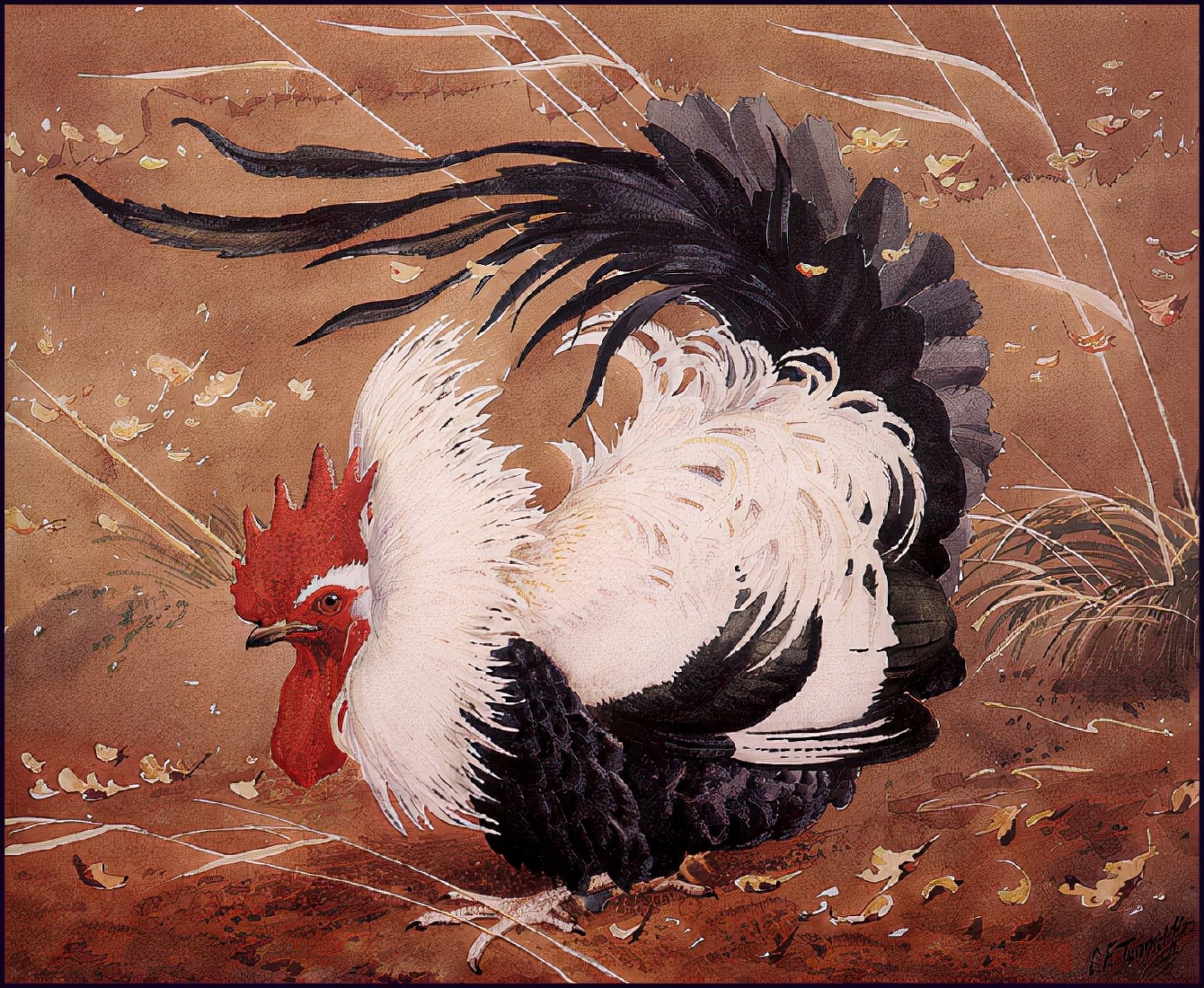 英国查尔斯.图尼克利夫(Charles.Tunnicliffe)禽鸟水彩画