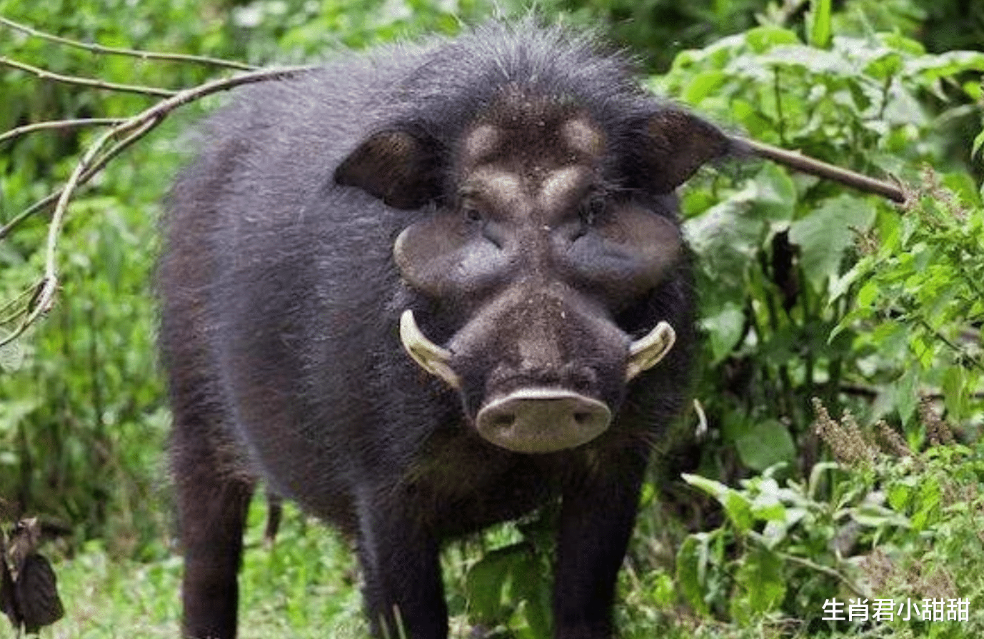 |举止非凡谈吐优雅的属猪人，有着好人缘，在职场风生水起