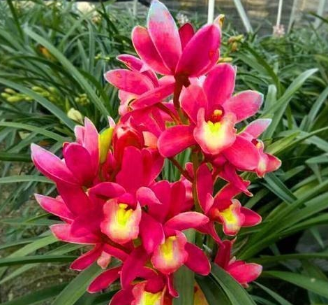 星临天下 进入年底，霉运散好运来，4属相桃花朵朵，喜事连连，生活顺心