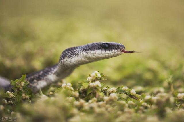鹅粪能杀蛇,是否有科学道理,为什么蛇会怕大鹅?