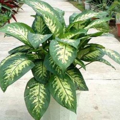 刚装修的新房子，摆上5盆漂亮花，杀菌消毒净化空气，值得拥有