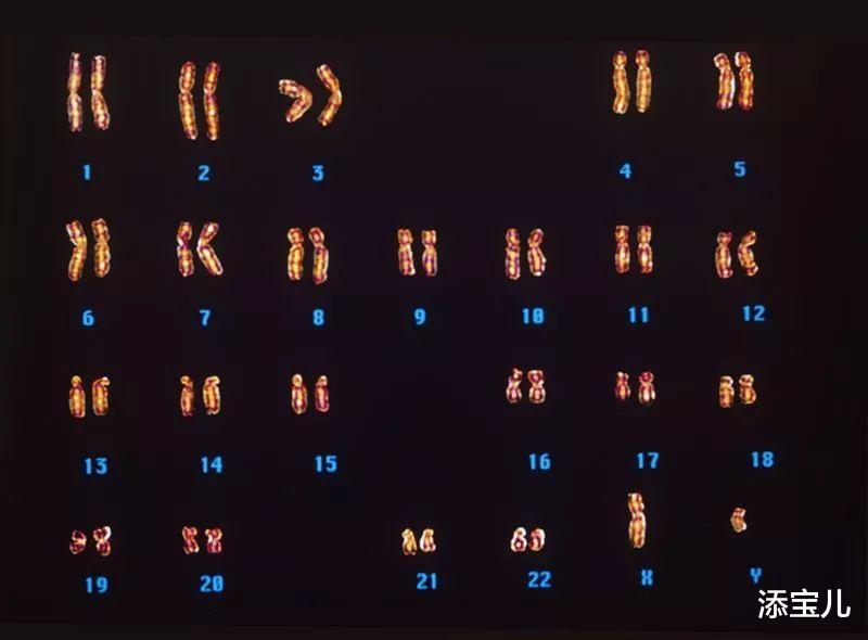 添宝儿|做试管婴儿，为什么要查染色体?