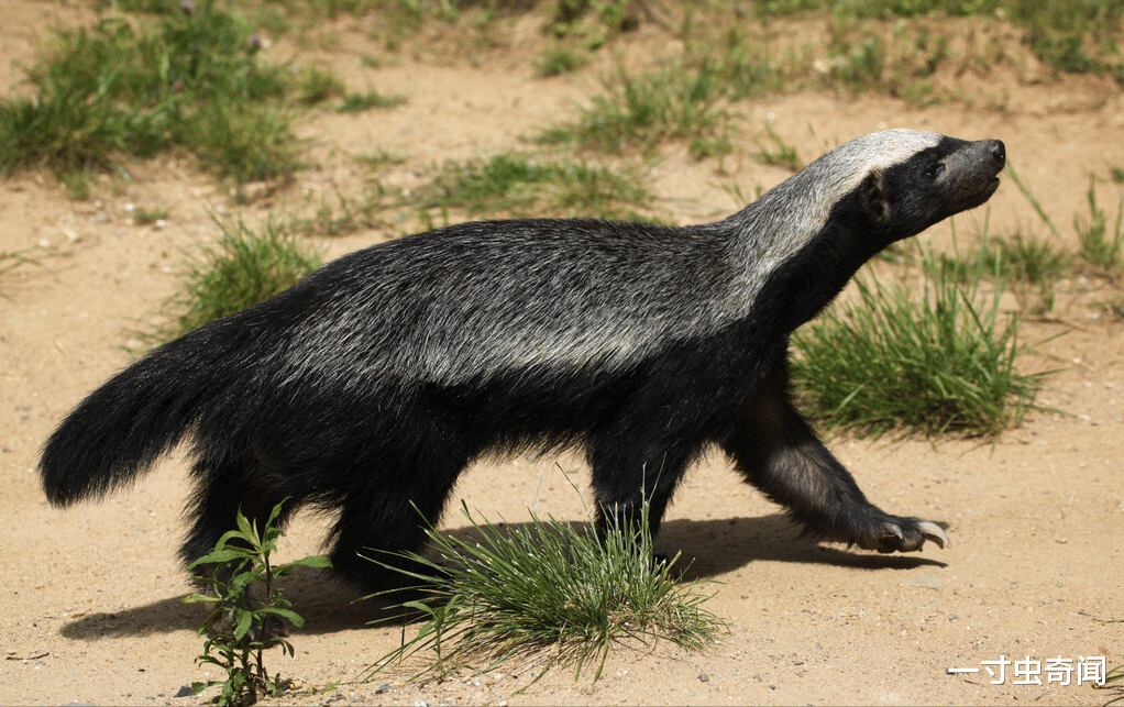 一寸虫奇闻|动物的背部腹部颜色不同？狭路相逢后，动物其实更精通反荫蔽伪装