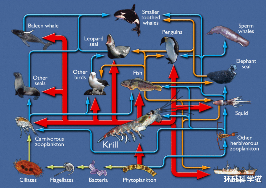 |残暴的婆罗洲猩猩，将懒猴从树上打落，生吞懒猴，食物链混乱了？