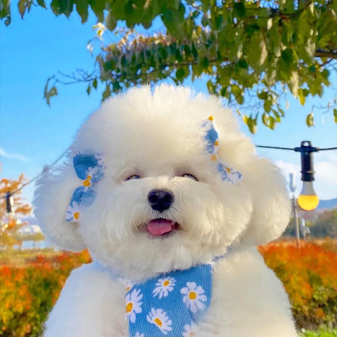 InsDaily 韩国快乐小奶狗爆红网络!看完心都快萌化了!