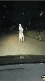 心电图 “现在医生这么大胆了吗，扎双马尾上班？”这心电图能正常吗