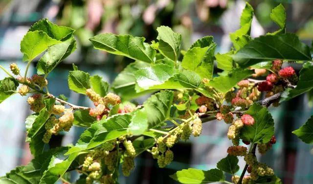 种上阳台|刘贵照顾父亲至临终,最终兄弟却不原谅他,因他在院前栽了“桑”