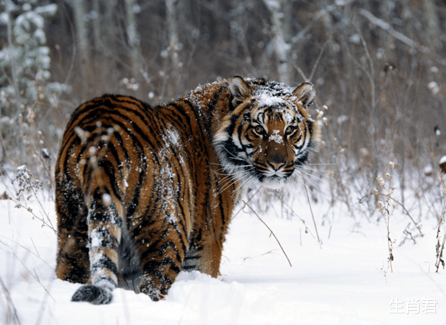 老虎|9月25日生肖虎路上遇贵人，把握机会事业高升，时来运转不是梦