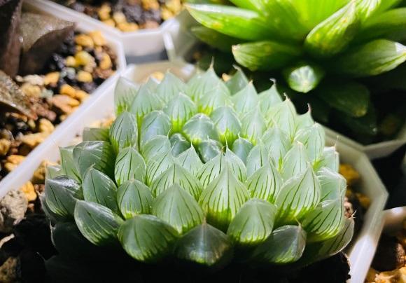 向阳园艺|玉露怎么养?先配土,后环境,定期喷水保湿,玉露喜潮湿!