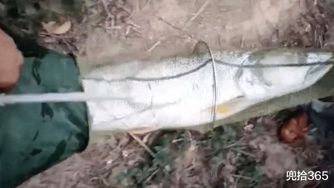 广东省|1.4米长70斤重，广东一男子野钓实现大鱼梦！网友：还穿上丝袜了