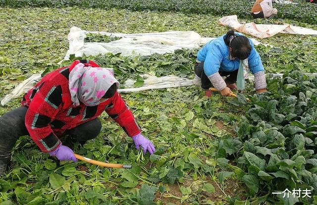 城里退休老人组团进村“偷菜”,菜农无奈!网友:停发退休金