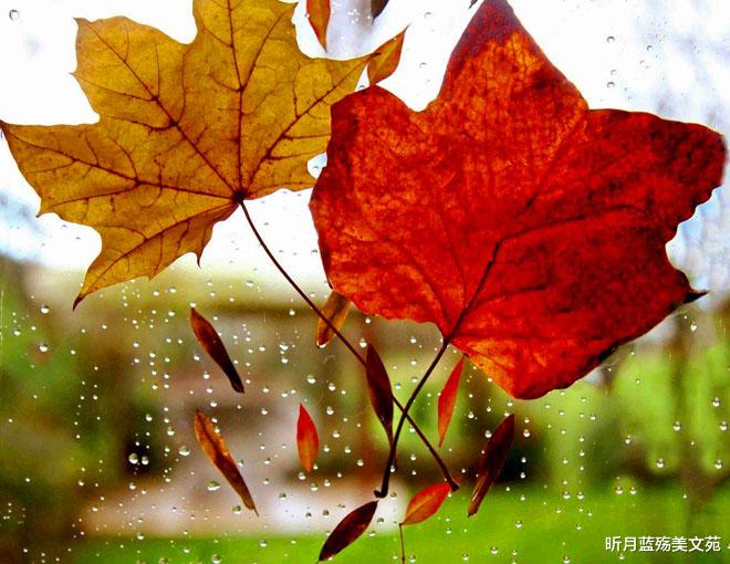 昕月蓝殇美文苑|秋雨潇潇，思念悠悠