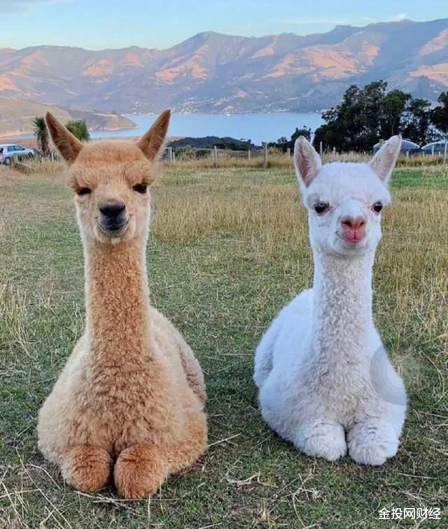 火星 地球史上脖子最长的八大动物！第一名12米，长颈鹿是它的零头