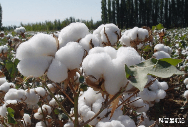 中國每年進口200萬噸棉花，為什麼新疆棉花還要不停地出口？-圖7