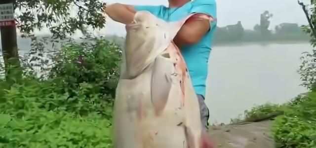 饵料|福建大叔钓起“百斤大白鱼”引围观，路人：这鱼估计没细刺