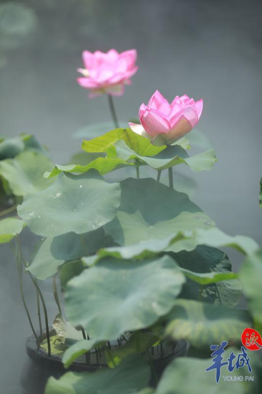 羊城派 碧沼红荷、清雅脱俗，这个五一假期快来宝墨园赏荷打卡