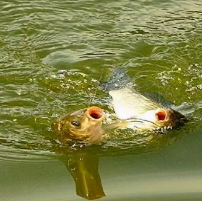 麝香|野钓干货:四个野钓鲫鱼的技巧,你知道几个?——盛世三渔