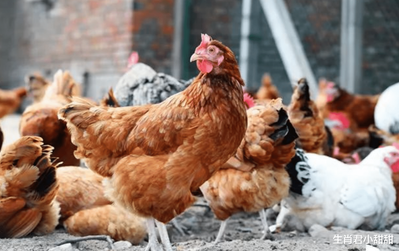 生肖|早起的鸟儿有虫吃，输在起跑线上又如何？属鸡人会努力后来者居上