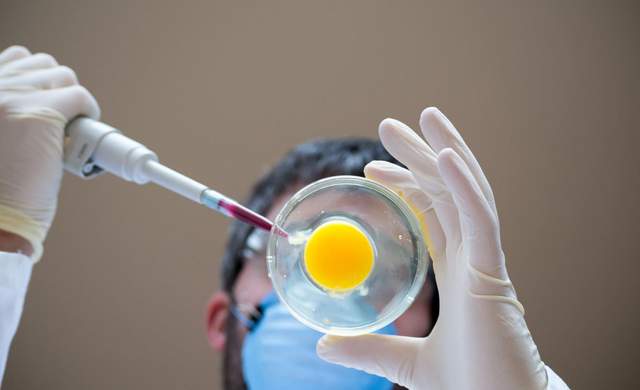 孕柚|没有成功受孕的卵细胞去哪了?可能有这4种结局