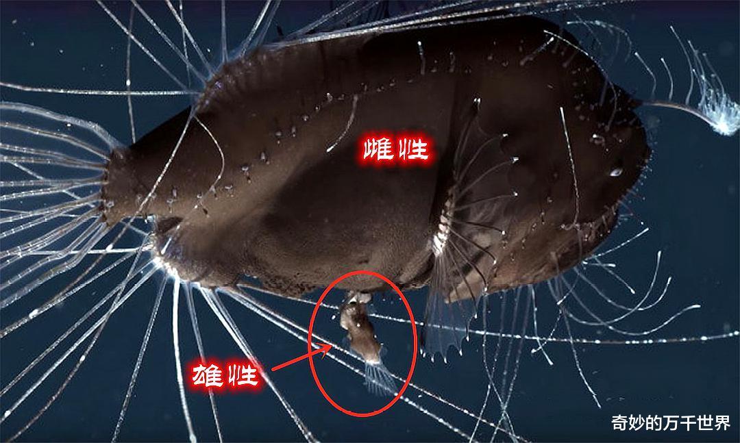 为何被捕捞的鮟鱇多是雌性？会“钓鱼”的鮟鱇，极端的繁殖方式