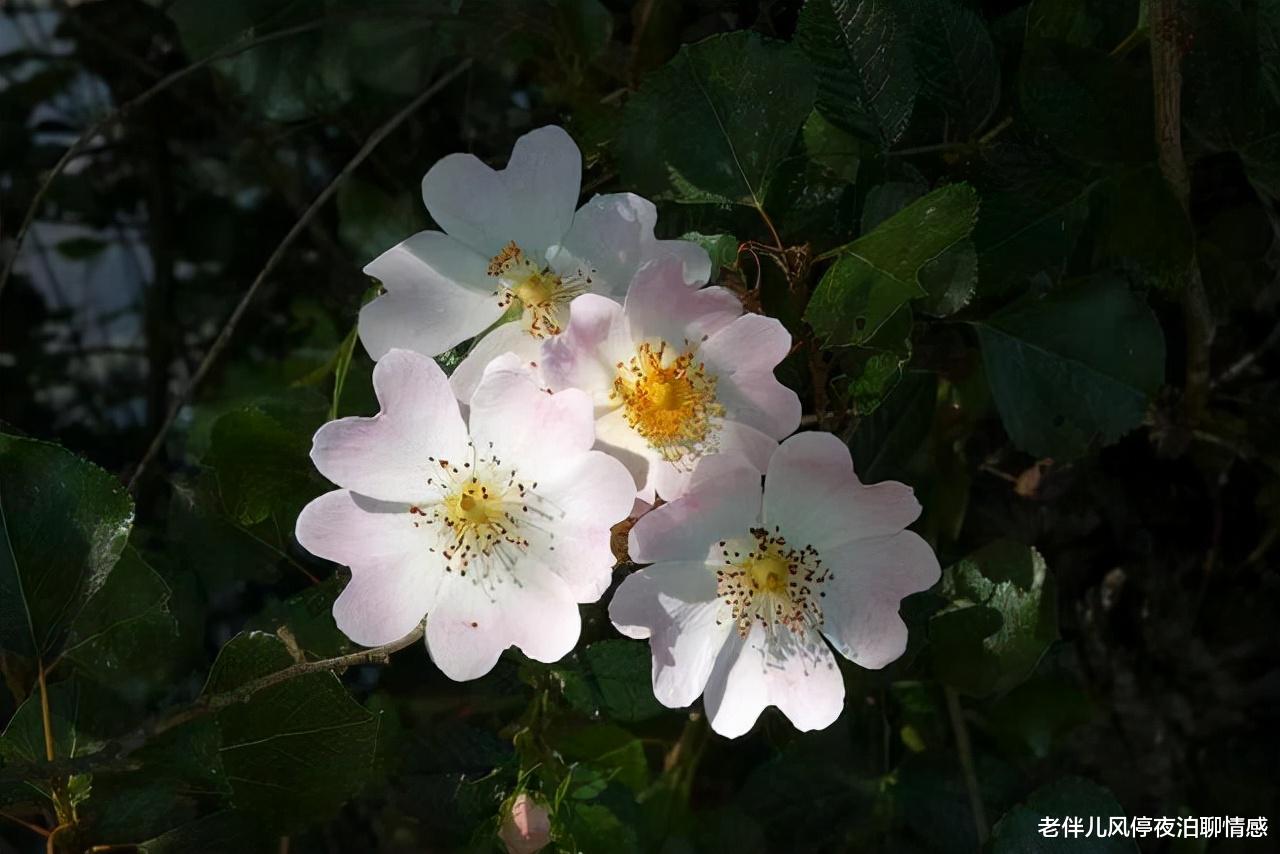 老伴儿风停夜泊聊情感|人到中年:认清真相、控制欲望,乃睿智之举