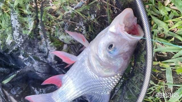 广东省|鱼中“四不像”，广东一男子野钓的罕见收获，钓友却如此处理了