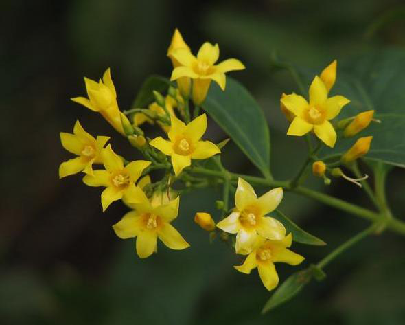 植物|闻香识花之法国香水