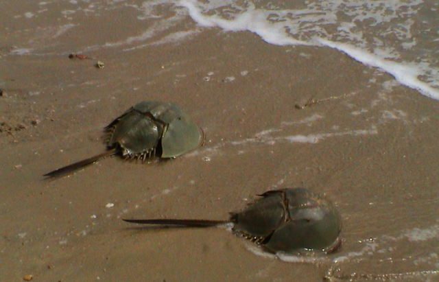 恐龙 4.3亿年前浅海的顶级捕食者是它：形似蝎子，外形比较恐怖！