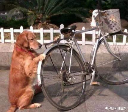 微风执杯聊自然|农村老猎人为啥拒绝优质猎犬，而青睐土狗？吃着猪食忠诚度却很高