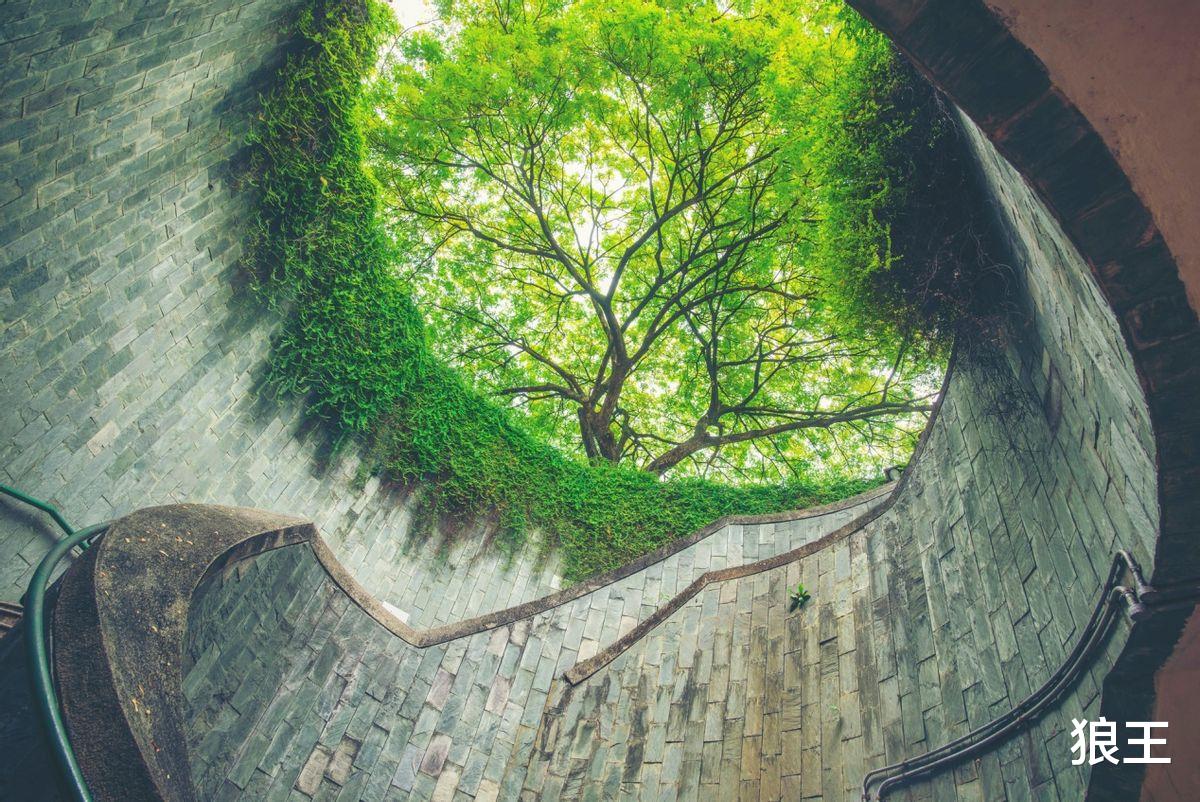 狼王 养父母去世留下巨额遗产,女孩拒绝亲生父母的突然认亲!