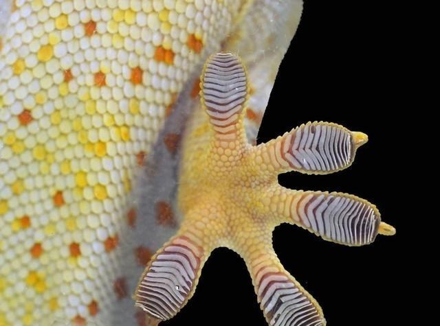 北斗导航 壁虎人畜无害，为什么却位居“五毒”之一？原来它“深藏不露”