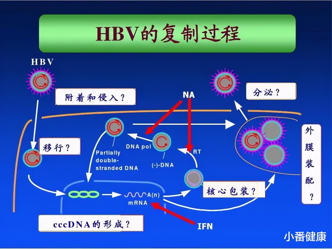 乙肝 作为包膜DNA病毒，乙肝进入步骤，是近几年重要发现