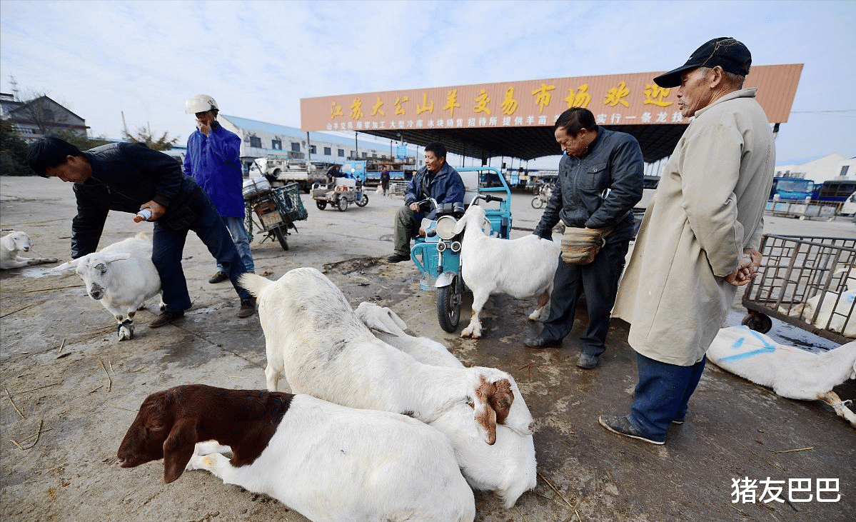 生猪价格|生猪价格走跌，牛、羊肉价格联袂下挫，蛋价却逆势走强，咋回事？