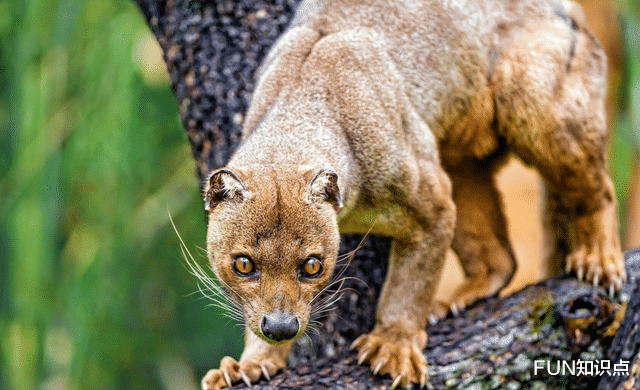 狐猴 马达加斯加的“杀戮王者”，专门捕食狐猴的马岛獴是什么来头？