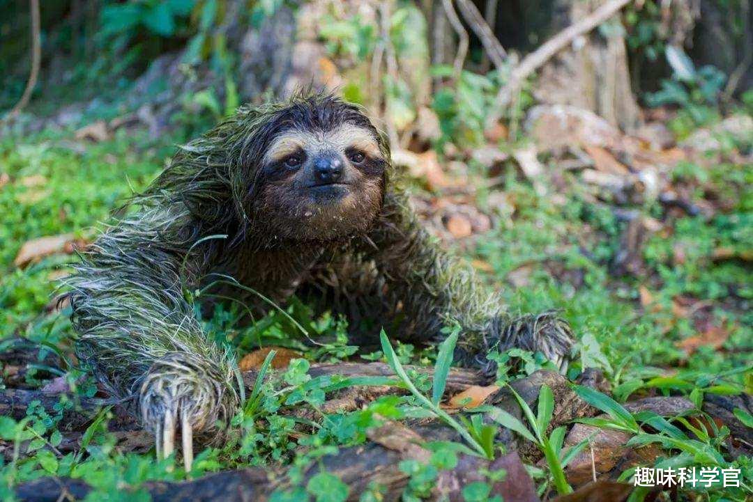 树懒 传闻中的\水猴子\，上个厕所都有危险，一半同类死在拉屎的路上