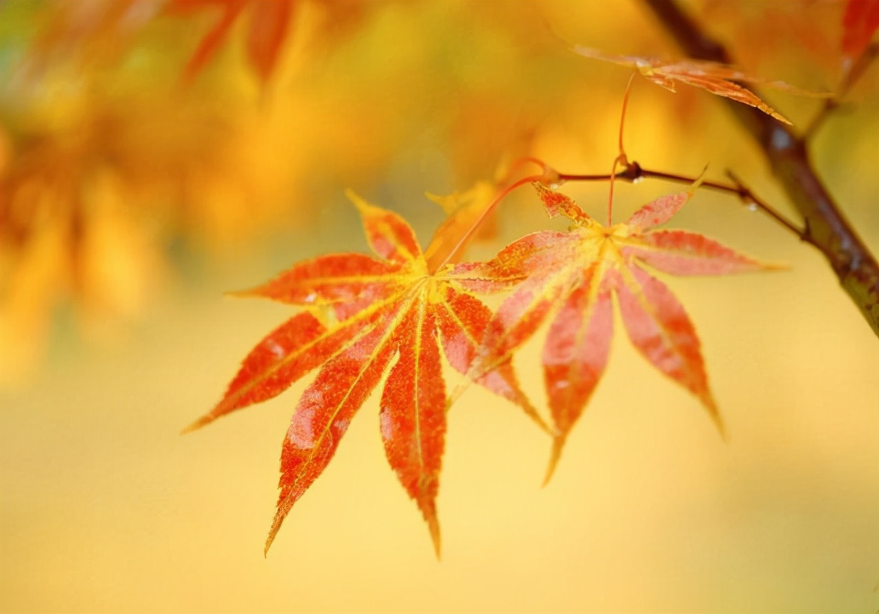 仲念念|一个女人的命好不好，看性格就知道了，第三种很容易命苦
