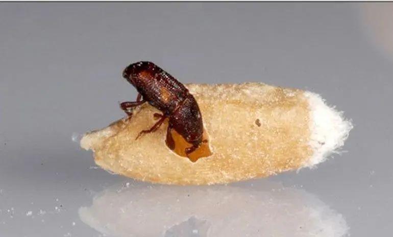 大米 明明是虫却被说成“象”，个头不大破坏力强，有“世界公敌”之称