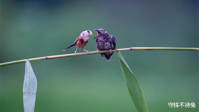 狐狸 真实存在着,虽然有趣但是很少有机会使用的猎奇冷知识