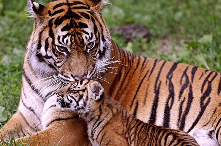 生肖|三大生肖性格靠谱，贵人如云，属羊人排名第一