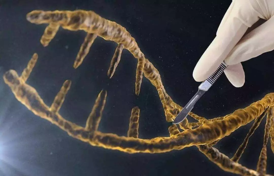 转基因 基因编辑≠转基因，但都是在赌博？