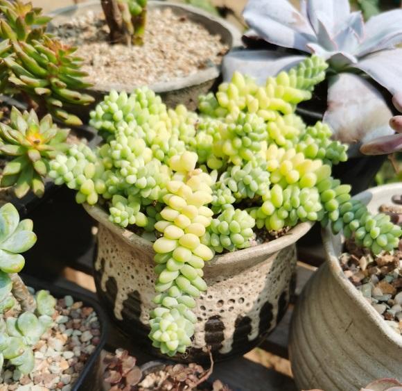 向阳园艺|喜欢养多肉,不知道该怎么选?先养便宜的,再养品种好的!