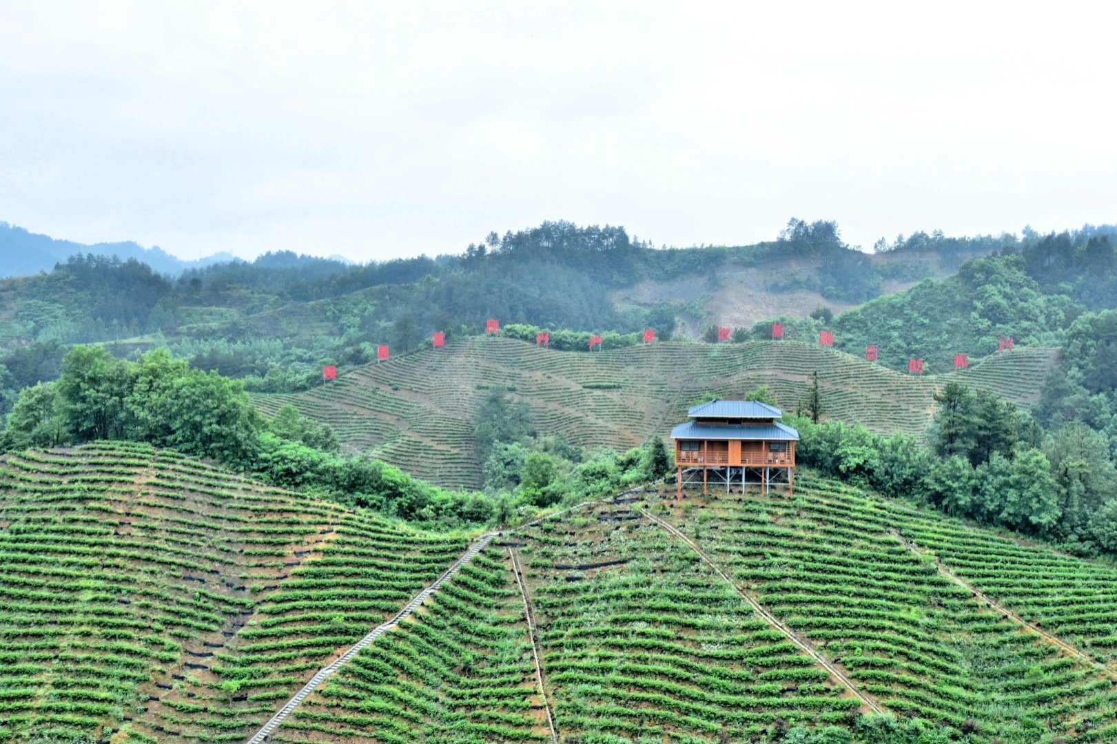 陕西微资讯 陕西商南：三代茶人接力提品质、树品牌、拓市场创出北纬33°奇迹